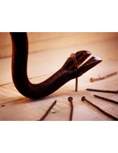 PIED DE BICHE - 60 cm 2