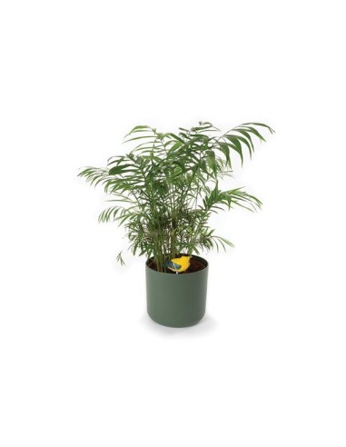 DRY SOIL ALARM - BIRD SINGS WHEN YOUR PLANT...